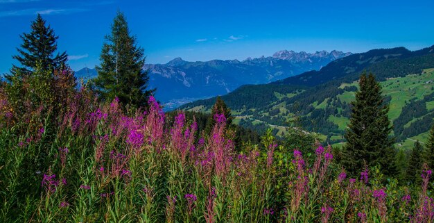 Foto taveyanna in vaud in het zwitsers