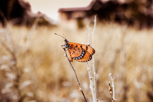 Tawny coster butterfly