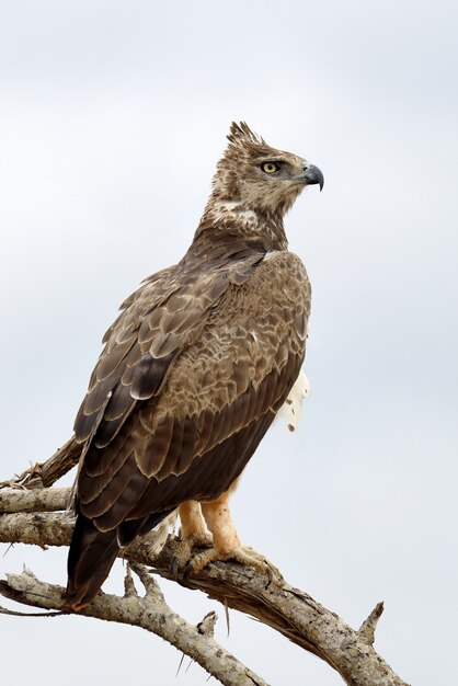 Рыжий орел (Aquila rapax) в национальном парке Кении