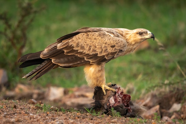 Tawny eagle stands on kill in profile