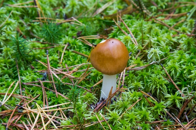 Photo tawny grisette amanita fulva on mossy grass. mushroom at a young age is edible and delicious.