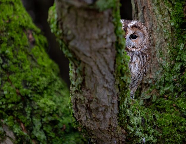 Photo tawny owl perched on a mossy tree trunk