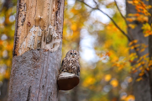 写真 カラフルな森の壊れた木の上に座っているモリフクロウ