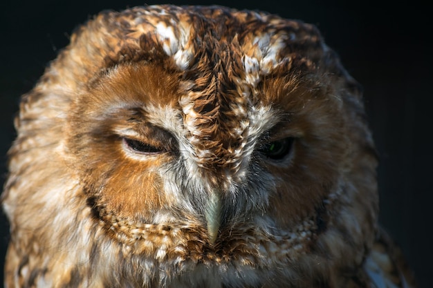 Tawny Owl (스트릭스 알루코)