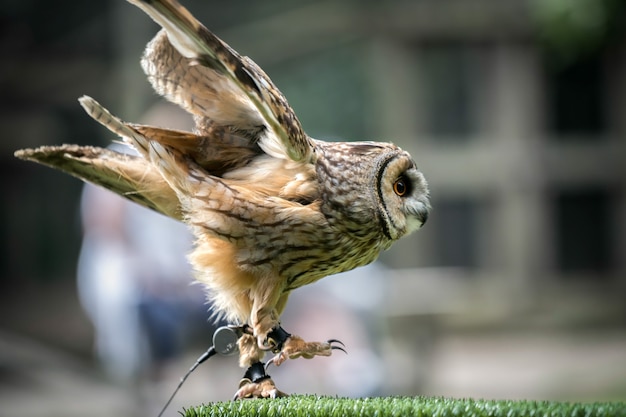 モリフクロウ（Strix aluco）