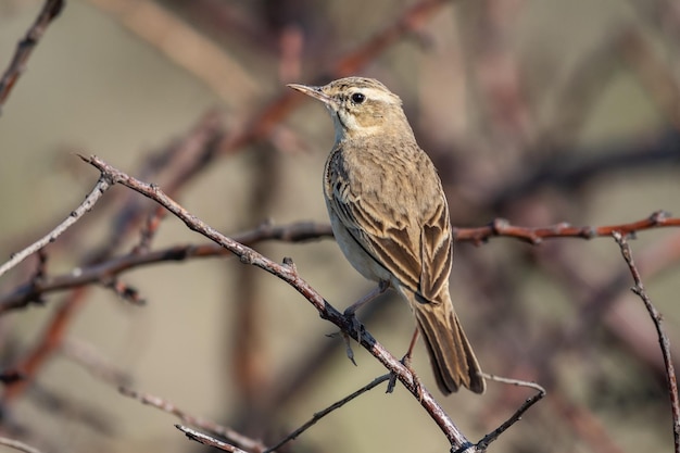 Tawny pipit, Anthus campestris, enige vogel in het wild.