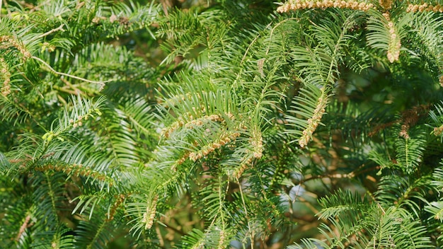 Photo taxus baccata is a species of evergreen tree in family taxaceae conifer native to western and