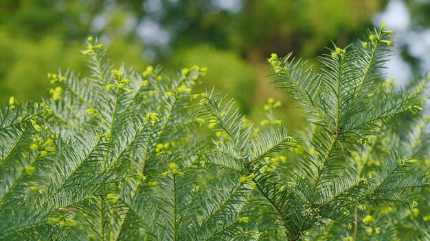 Taxus baccata 봄 정원 자연 배경으로 노란색 줄무가 있는 밝은 녹색 잎자루