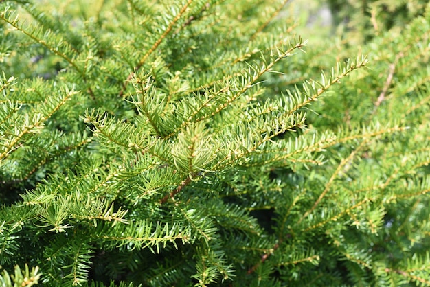 Taxus cuspidata 일본의 주목 또는 확산 주목