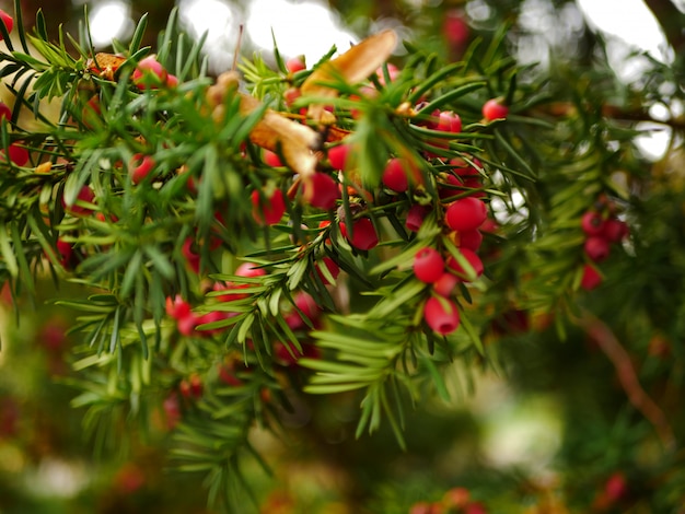 Taxus fruit in de regio Salzkammergut