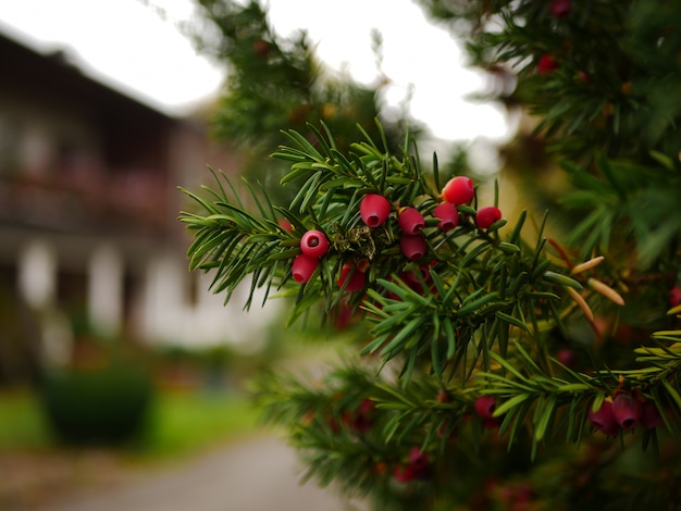 Taxus fruit in Salzkammergut