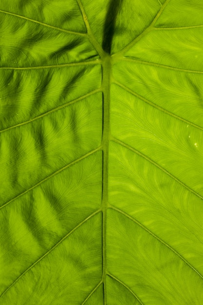 Tayoba leaf Green Caladium Elephant Ear