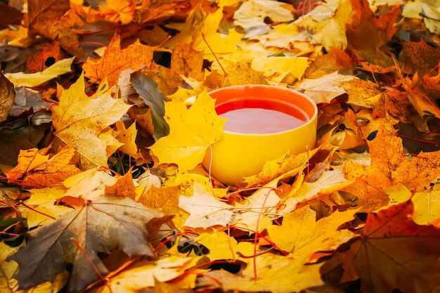 Tea and autumn leaves