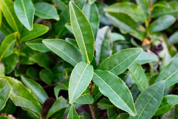 茶椿sinensis茂みの上の葉枝の緑茶の葉