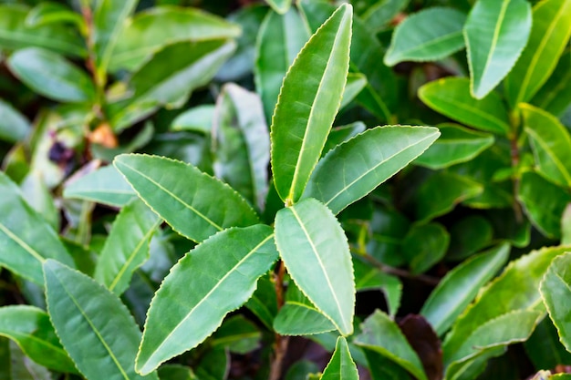 茶椿sinensis茂みの上の葉枝の緑茶の葉