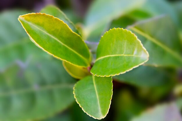 茶椿sinensis茂みの上の葉枝の緑茶の葉