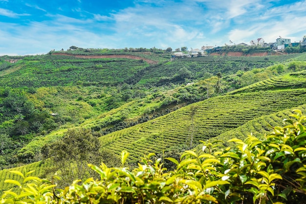 Урожай чая на чайном холме в Далате, Вьетнам