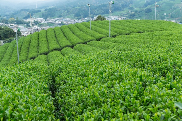 Tea farm in japan