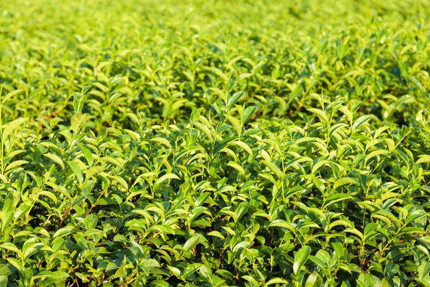 Photo tea farm on land