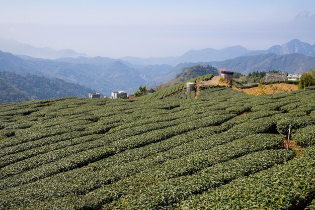 写真 山の谷にある茶畑