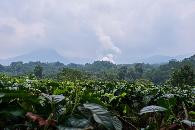 濃い 煙 の 背景 に 茶 農場 の 景色