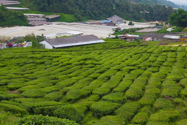 Photo tea farm