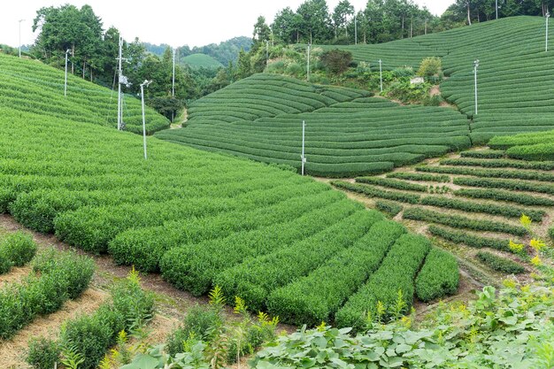 Tea farm