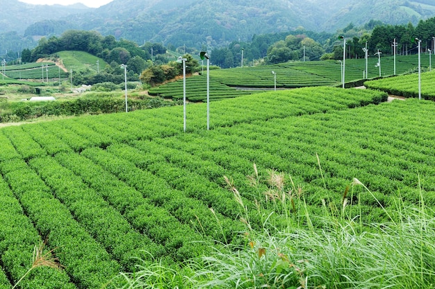 Tea farm