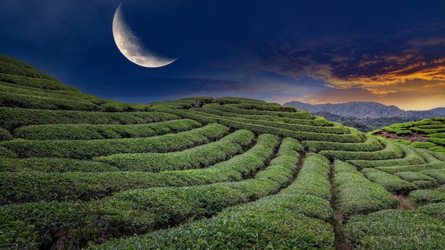 Tea Field Plantation in beautiful night and sky