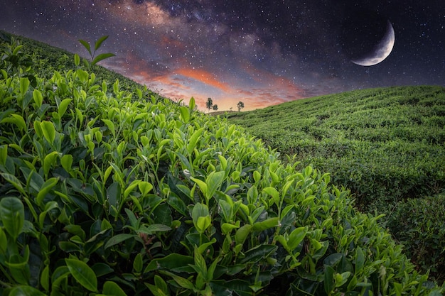 Tea Field Plantation in beautiful night and sky