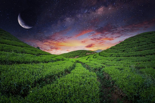 Tea Field Plantation in beautiful night and sky