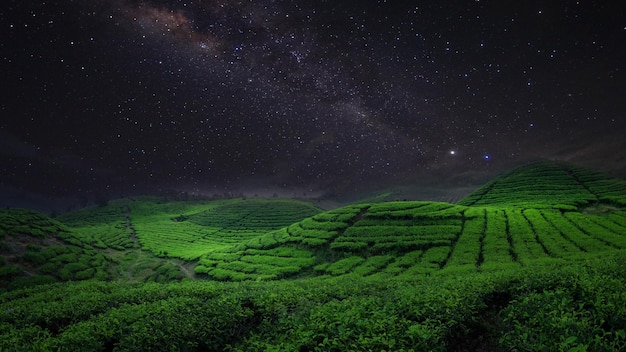 Tea Field Plantation in beautiful night and sky