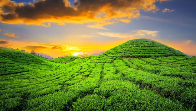 Плантация чайного поля в красивом закатном небе