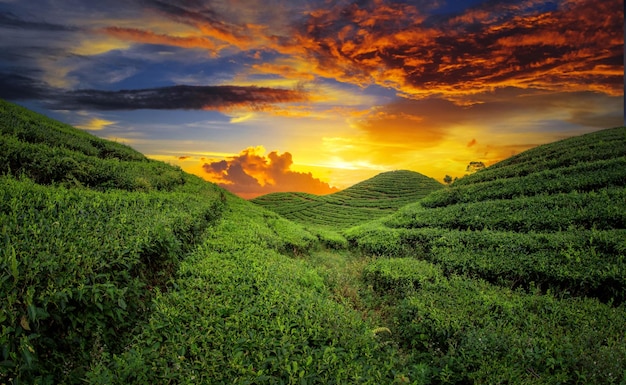 Tea Field Plantation in beautiful sunset sky