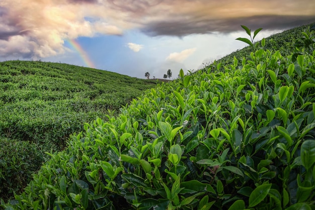 Tea Field Plantation in beautiful sunset sky