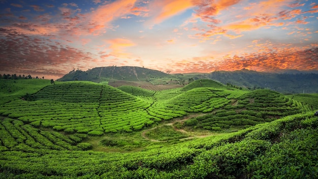 Tea Field Plantation in beautiful sunset sky