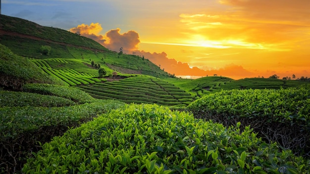 Плантация чайного поля в красивом закате