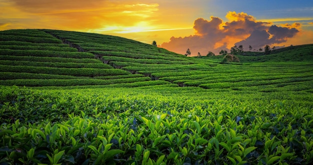 Tea Field Plantation in beautiful sunset