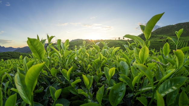 Tea Field Plantation