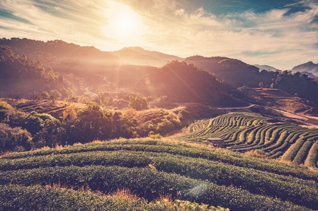 Il campo di tè e l'alba dell'alba in mattina