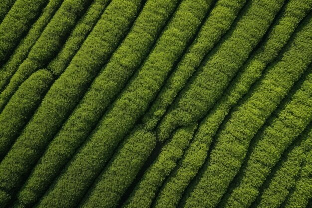 차 의 위쪽 표면 텍스처 식품 식물 농경지 자연 잎 생성 Ai