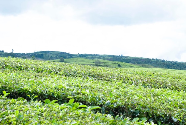 Photo tea garden in the area of mount kerinci jambi indonesia