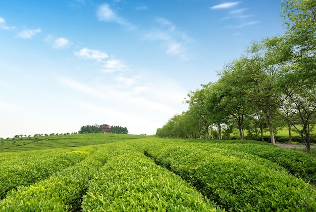 Tea garden