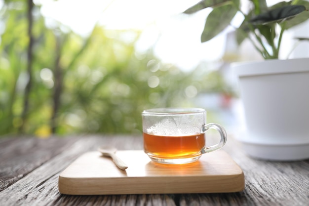 Tea in glass cup with alocasia silver dragon plant