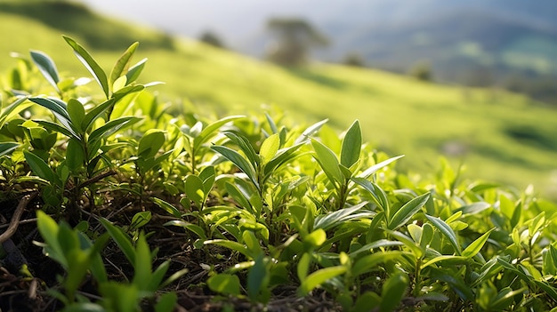 Tea Haven Реалистичная фотография поля чайных растений в высоком разрешении