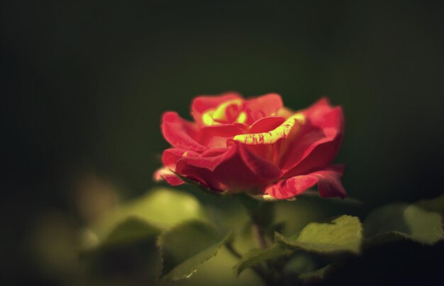 정원의 아름다운 단일 꽃 선택적 초점에 차 잡종 부시 붉은색 장미