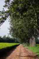 Photo tea lea farm farming plants vegetation kericho county kenya east africa plucking machine landscape