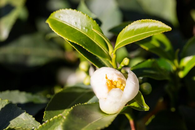 写真 茶畑の茶葉と白い花 幹の茶の花 美しくて新鮮な白い茶