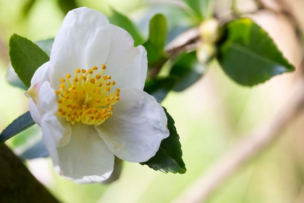 写真 茶畑の茶葉と白い花 幹の茶の花 美しくて新鮮な白い茶