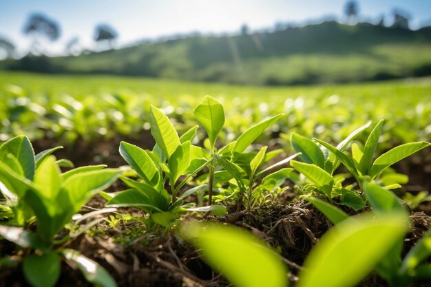 Tea leaf in field